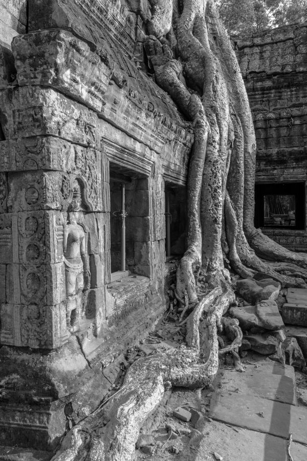 ta prohm-48.jpg